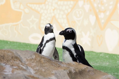 Busy year for Plett conservationists