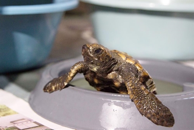 More turtles washing up on our shores