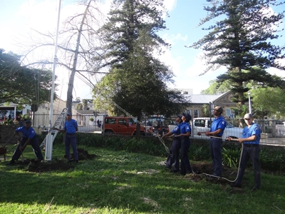 Falling tree damages mast