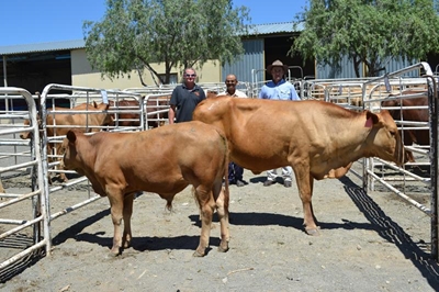 Vleisbeesdag vir ontwikkelingsboere