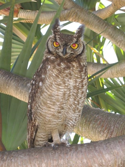 Hoo-hoo maak die uil