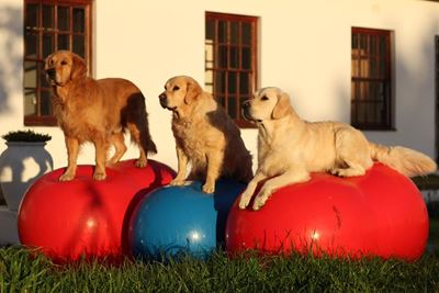 Animal physiotherapy course a first
