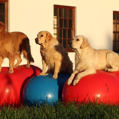 Animal physiotherapy course a first | Knysna-Plett Herald