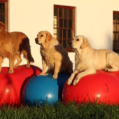 Animal physiotherapy course a first | Knysna-Plett Herald Animal physiotherapy course a first | Knysna-Plett Herald