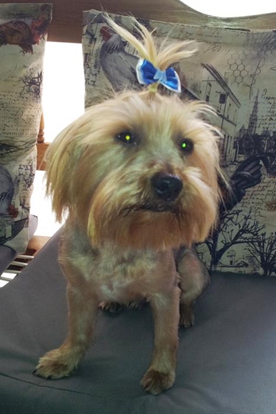 Opsoek na ons Yorkie, Boeboe