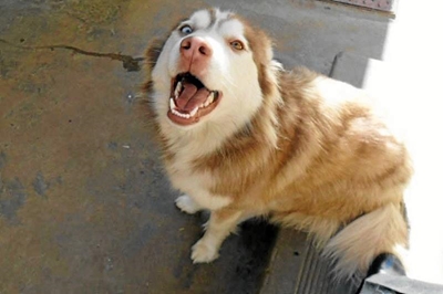 Husky soek sy baas