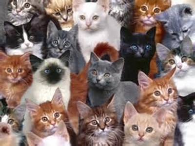 Kat-meningsopname maak rimpelings
