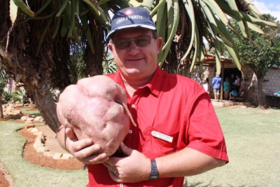 6,3kg patat uit plaaslike tuin