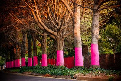 Pink bome vir Pauline en Kansa span saam