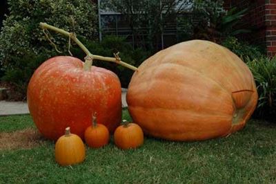 Get ready for Giant Pumpkin Festival