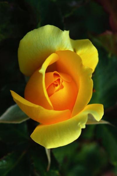 Bloomin' beautiful