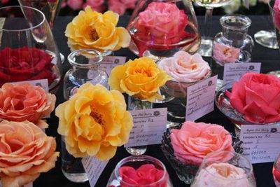 Update: Great show of roses