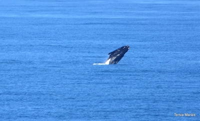Mossel Bay welcomes the whales