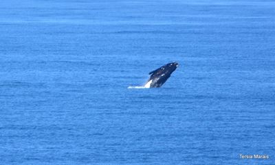 Mossel Bay welcomes the whales