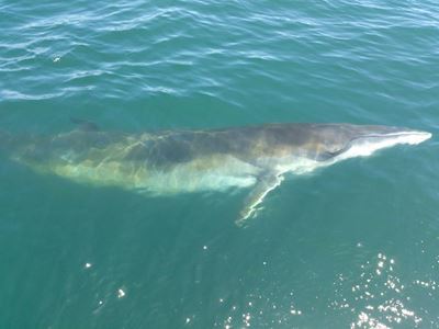 Mosselbaaier red walvis