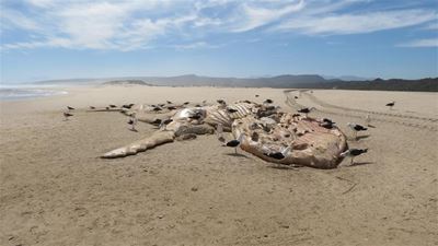 Whale carcass washes up at Goukamma