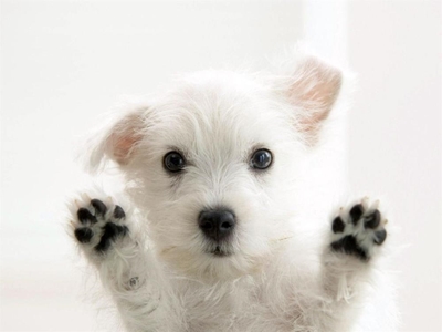 Remember International Animal Week