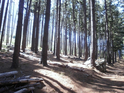 Bleak future of timber industry discussed