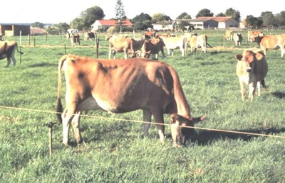 Ultra-hoëdruk strook-beweiding (UHDSB)