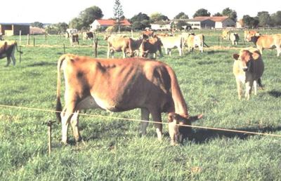 Ultra-hoëdruk strook-beweiding (UHDSB)