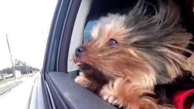 Travelling with pets