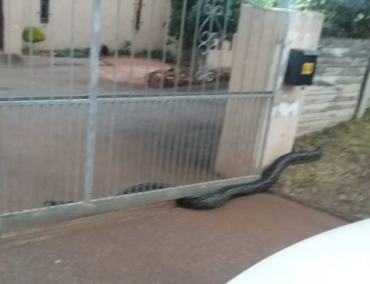 3.9m-long python rescue | George Herald