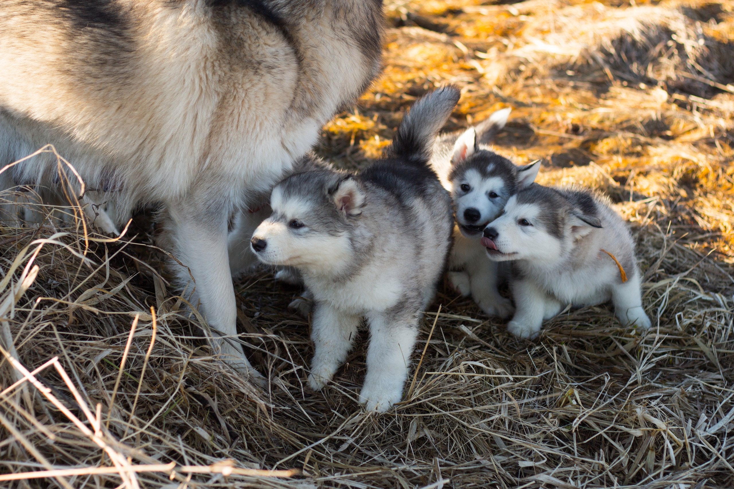 The pitfalls of hand-rearing a puppy | George Herald