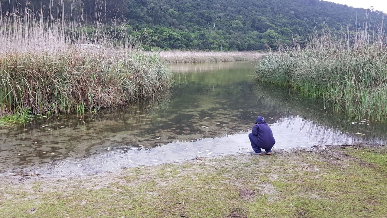 Groenvlei fish dieoff Do not eat fish Herald