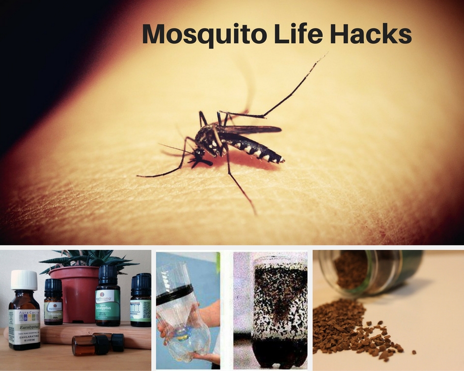 Tuesday Life Hack 6 home remedies to ward off mosquitoes Herald