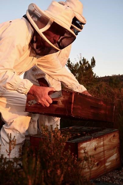 Alexandre Rab Big beekeeping bonanza at Nampo in Bredasdorp | Knysna-Plett Herald