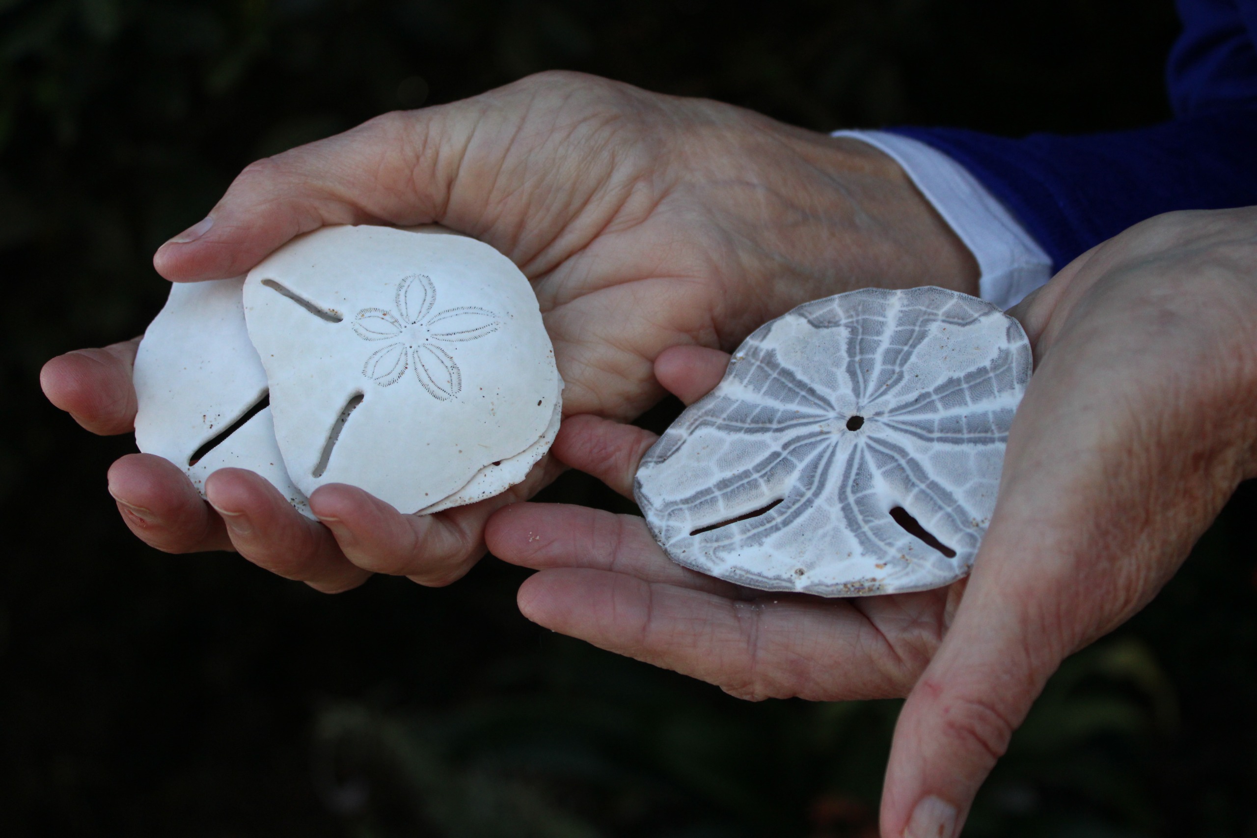 Verbleik Corrie deel graag haar pansies | Mossel Bay Advertiser