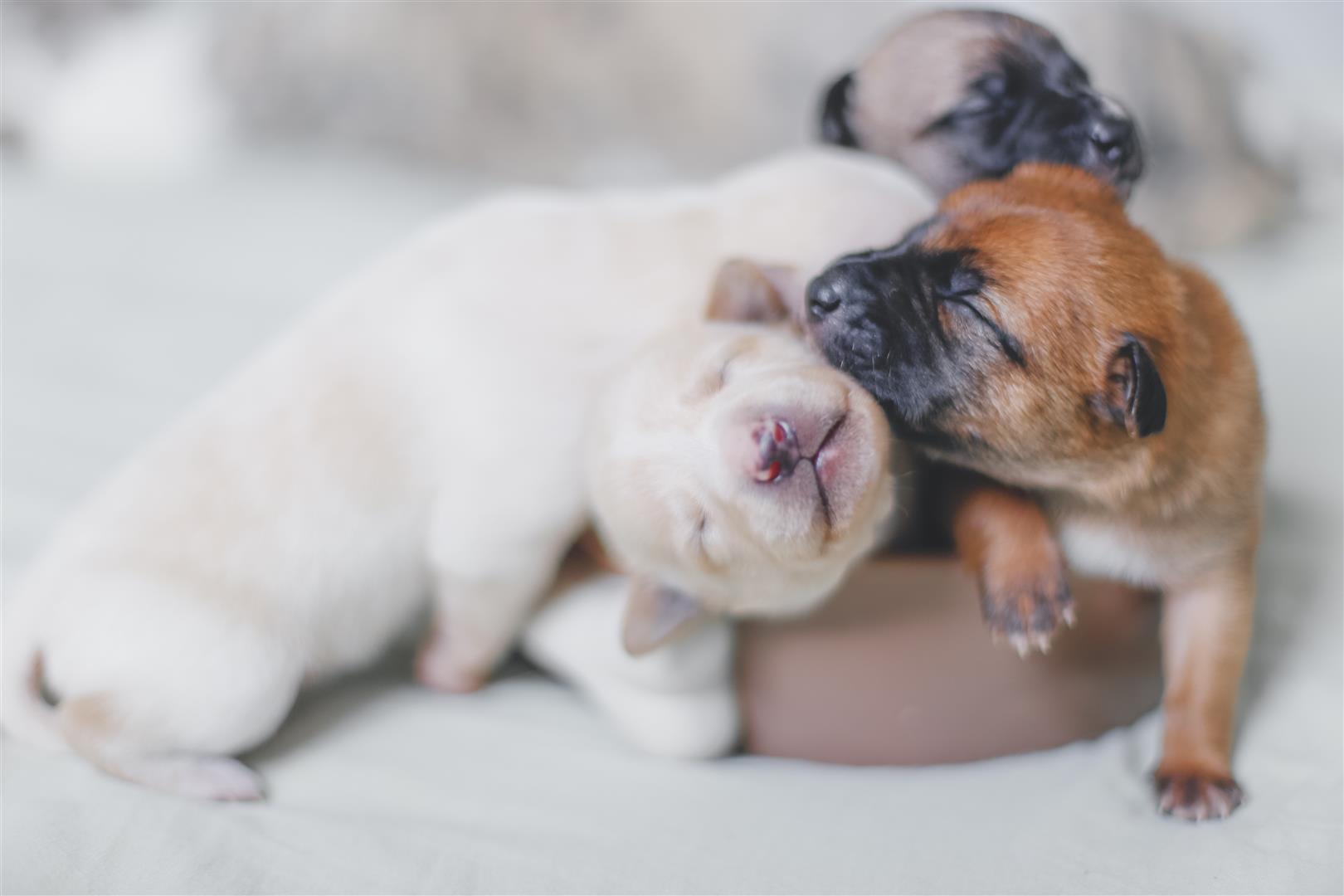 The pitfalls of hand-rearing a puppy | Knysna-Plett Herald